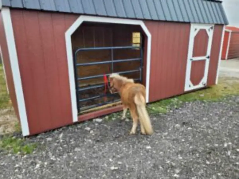 ANIMAL SHELTER